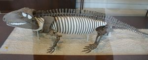 뉴욕 미국 자연사 박물관의 O. retroversus 골격