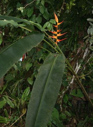 텐트 둥지에 사용되는 식물 종인 Heliconia latispatha (코스타리카)