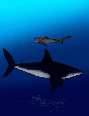 Megachasma alisonae와 Otodus auriculatus