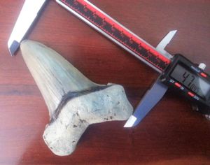 오토두스 앵거스티덴스의 이빨