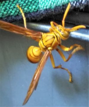 인도에서 발견된 쌍살벌의 일종 Polistes sp.