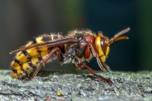 유럽 말벌, Vespa crabro