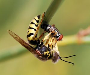모래벌과 Bembix oculata가 자신의 침으로 마비시킨 파리를 먹고 있다.