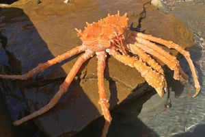 캘리포니아 왕게