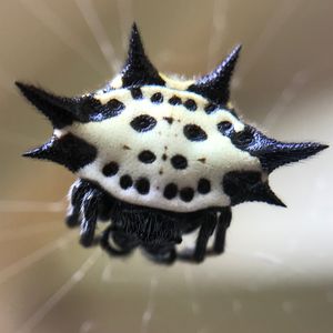 가시가 있는 배를 가진 Gasteracantha cancriformis