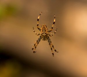 먹이를 잡기 위해 거미줄에서 기다리는 왕거미과 거미