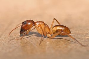 왕개미속의 대형 일개미