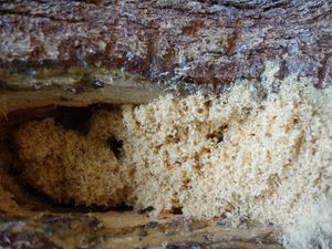 왕개미가 만들어낸 톱밥 같은 부스러기