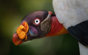 머리 측면 모습. 왕대머리수리의 독특하고 다채로운 머리와 부리를 잘 보여준다.