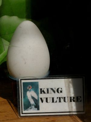 브레바드 동물원에서 전시된 알