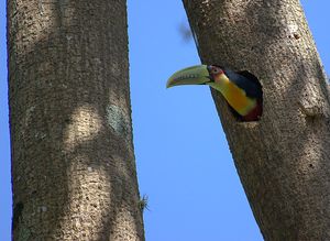 붉은가슴 큰부리새(Ramphastos dicolorus)와 같은 큰부리새는 나무 구멍에 둥지를 튼다.