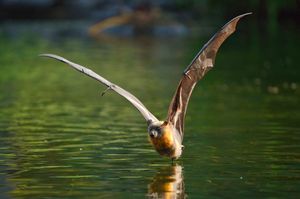 물 위를 스치듯 날며 물을 마시는 회색머리날여우박쥐. 날개 길이를 확인할 수 있다.