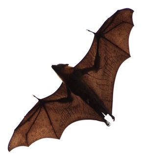 비행하는 왕박쥐