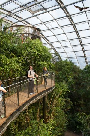 취리히 동물원(Zürich Zoologischer Garten)에서 날아가는 로드리게스 왕박쥐
