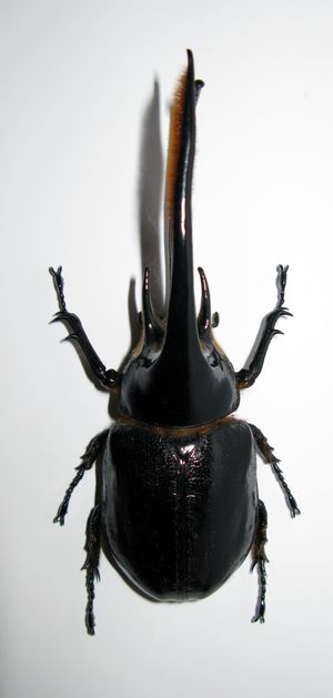 넵튠장수풍뎅이 수컷