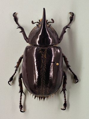 넵튠장수풍뎅이 암컷