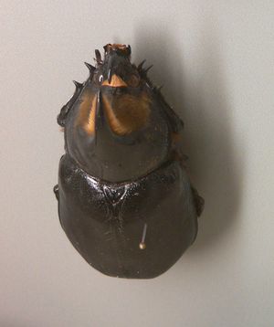 사탄장수풍뎅이 암컷