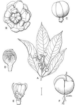W.A. Smith의 삽화