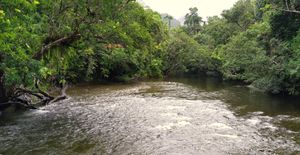 케이프 트리뷸레이션 근처 노아 크릭 - 우과나무 서식지