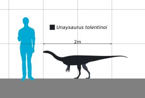 사람과 비교한 모식 표본의 크기