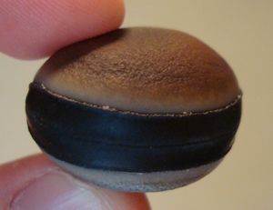 우단콩속 씨앗 (햄버거 콩)