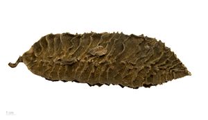 우단콩속 표본 (MHNT)