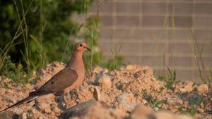 캐나다 온타리오주 겔프의 우는비둘기