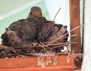 우는 비둘기 새 가족, 2020년 6월 캘리포니아 써니베일 뒷마당 새집에 둥지를 틀다