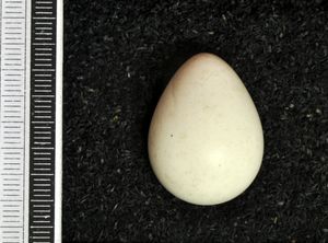 비스바덴 박물관 소장 애도 비둘기 알