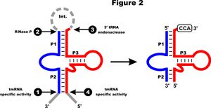 두 조각 mt-tmRNA의 처리. 4개의 주요 RNA 처리 부위가 번호로 표시되어 있다(1-4). 1번과 4번 부위의 처리는 tmRNA 특이적 활성에 의해, 2번 부위는 RNase P에 의해, 3번 부위는 3’ tRNA 엔도뉴클레아제 처리에 의해 일어나는 것으로 생각된다. 전구체에서 잘려나간 뉴클레오티드는 회색으로 표시되어 있으며, 전사 후 추가된 CCA는 상자 안에 있다.