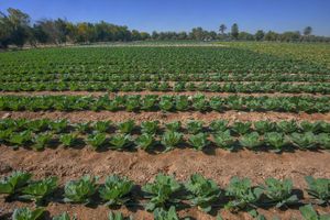 움살랄 알리의 알 술라이틴 단지에 있는 양배추밭