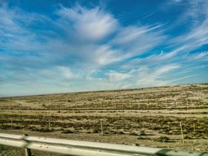 움 알 아마드 근처 사막 관목