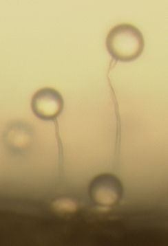 종 Protostelium mycophaga의 자실체