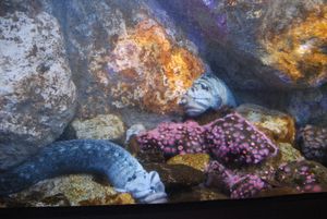 캘리포니아 과학 아카데미에 있는 두 마리의 원숭이얼굴장갱이