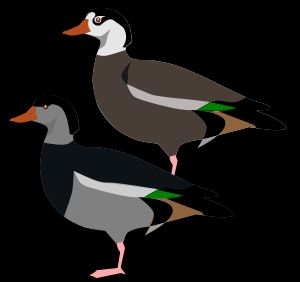 수컷과 암컷의 깃털을 묘사한 그림