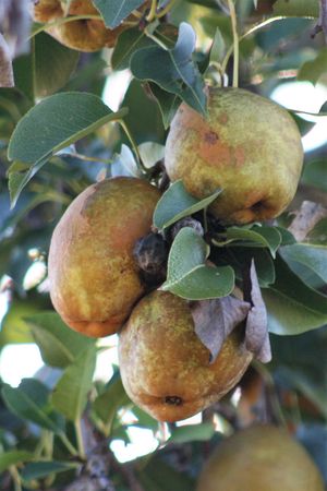 울시 농가 근처 유산 사과나무, 페이엣빌