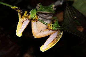 자연 서식지에서 발견된 월리스날개구리