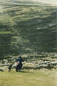 The Street의 울타리 선을 따라 양떼를 모으는 모습