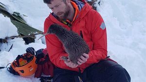 폭스 빙하 뒤 산으로 올라간 방사된 로위를 구조하는 고산 구조대