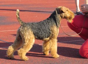 탈린에 있는 웰시 테리어