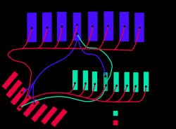 시각 덮개와 좁은 등쪽 핵의 두 부분 사이의 지형적 연결을 나타내는 개략적인 회로도.