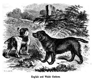 "흑백으로 그려진 두 마리의 개 그림. 크기는 같지만, 한 마리는 붉은색과 어두운 색이 섞여 있고, 다른 한 마리는 단색의 어두운 색으로 보인다."