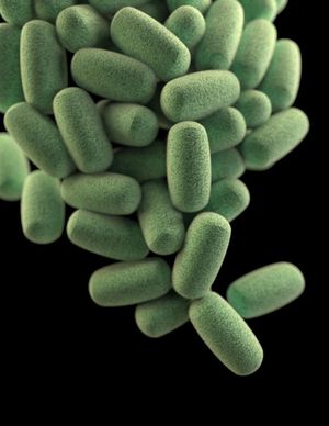 이 그림은 배럴 모양의 웰치 간균(Clostridium perfringens) 박테리아 무리의 3차원(3D) 컴퓨터 생성 이미지를 보여준다. 이 예술적 재현은 주사 전자 현미경(SEM) 이미지를 기반으로 했다.