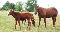 오하이오주 유니언 카운티 남부 농장에서 풀을 뜯는 말들