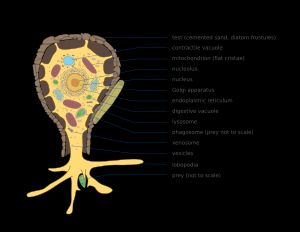 유각변형충류의 일반적인 구조. 껍질(Test), 세포 기관(수축포, 미토콘드리아, 핵 등) 및 위족(로보포디아)을 보여준다.