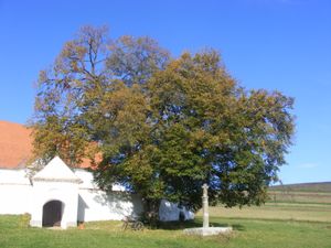 레리체니의 라임 나무