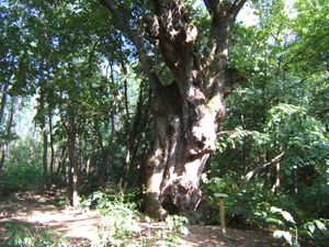 페르소모초라드의 오래된 라임 나무