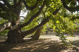 에게르의 플라타너스