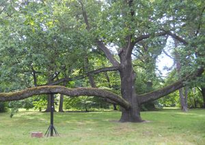 오크 파브리칸트