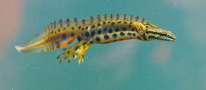 번식기의 수컷 유럽영원. 선명한 색상과 등 볏이 발달한다.